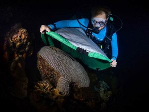 RRFB Assistant Coordinator, Garrett Fundakowski, places a net over a boulder brain coral (Colpophyllia natans) in order to collect the gamete bundles during October spawning event. RRFB Assistant Coordinator, Garrett Fundakowski, places a net over a boulder brain coral (Colpophyllia natans) in order to collect the gamete bundles during October spawning event.