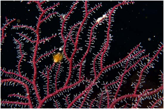 The hydrozoan Solanderia gracilis, is rare on Bonaire. The hydrozoan Solanderia gracilis, is rare on Bonaire.