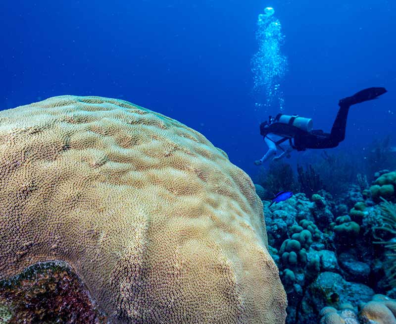 Reef Restoration Bonaire–A Boulder Approach