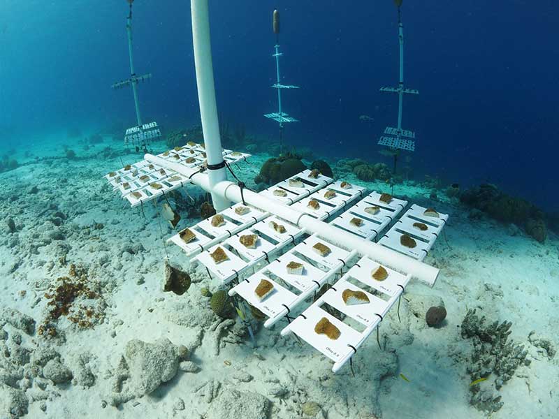One of Reef Renewal Bonaire's tray of boulder corals. One of Reef Renewal Bonaire's tray of boulder corals.
