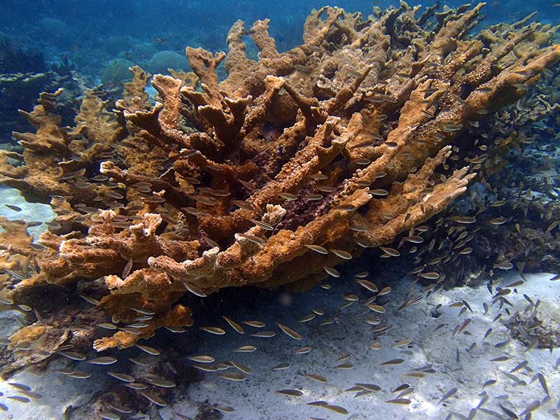 Bonaire’s Sun Worshipers–and They are NOT Human!