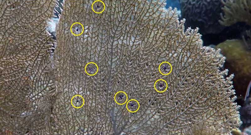 New Marine Species (Biodiversity) Discoveries on Bonaire