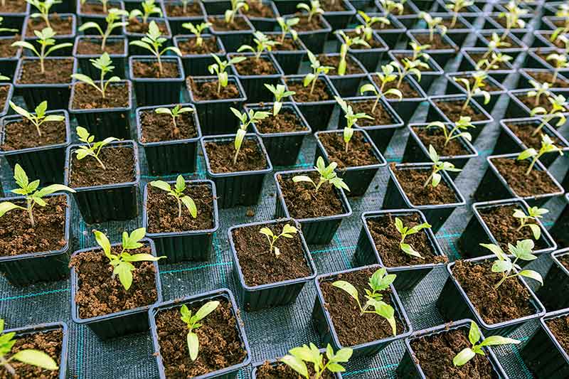 Vegetable plants are available at the LVV Bonaire.
