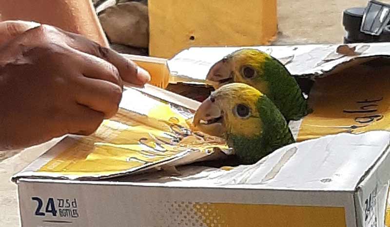 Two Bonaire poached parrots are saved. Two Bonaire poached parrots are saved.